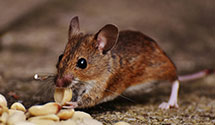 24 Hour & Emergency Exterminators in Waite Park, MN